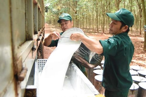 Ngày 11/9: Giá cao su thế giới chuyển sang trạng thái giằng co