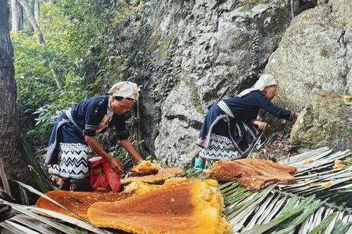 Mùa thu hoạch sáp ong ở Hoài Khao