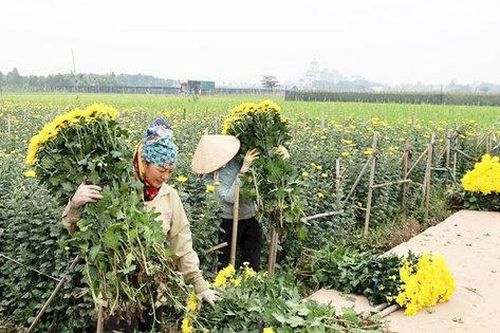 Sạch - xanh từ những thay đổi trên đồng ruộng ở xã Hát Môn