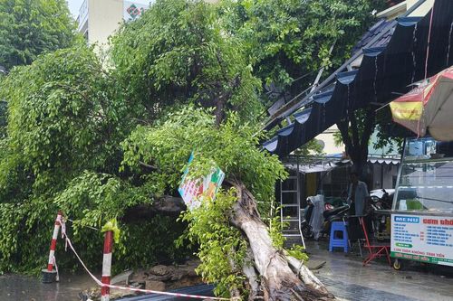Clip cây cao 4m bất ngờ bật gốc, đổ xuống nơi nhiều người chờ mua cơm