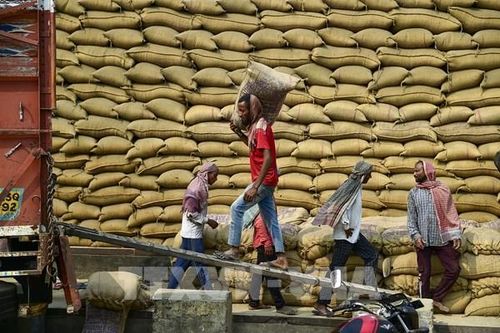 Giá gạo Ấn Độ chạm đỉnh một năm do nỗi lo nguồn cung