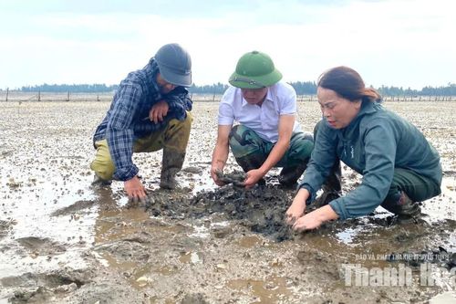 Người nuôi ngao phường Ngọc Sơn mong sớm tìm nguyên nhân ngao chết hàng loạt