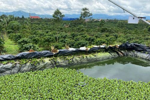Lâm Đồng: Phát hiện thi thể người đàn ông dưới ao nước
