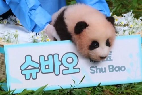 Vườn thú Hàn Quốc công bố chú gấu trúc con 100 ngày tuổi