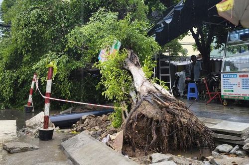 Mưa lớn khiến nhiều cây xanh bật gốc, đường phố Đà Nẵng ngập cục bộ