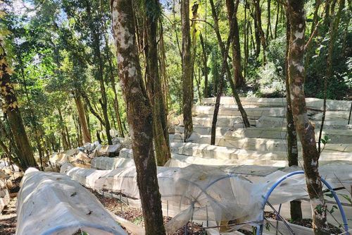 Nhọc nhằn nghề trồng sâm