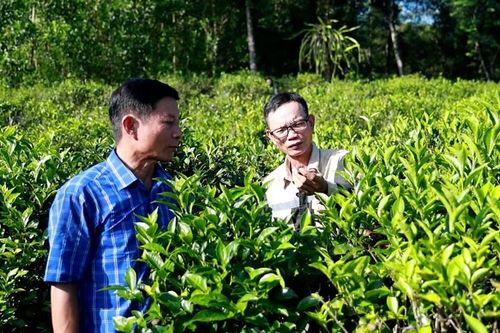 Quảng Ngãi: Chè trăm tuổi – tài sản xanh của Lộc Thanh