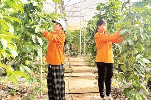 Cần giải pháp đồng bộ phát triển thuốc bảo vệ thực vật sinh học
