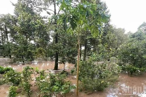 Triều cường làm ngập hơn 15ha vườn cây ăn quả ở Vĩnh Long