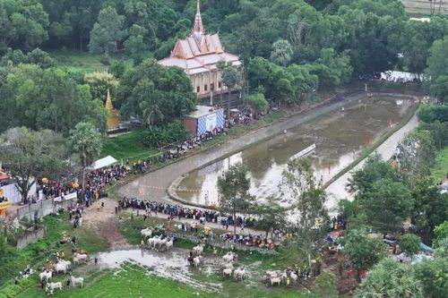 An Giang: Hào hứng Hội đua bò truyền thống Chùa Rô