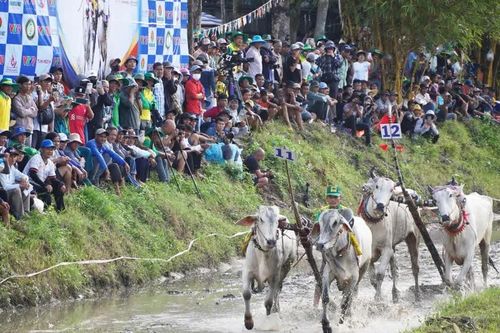 Tưng bừng khai mạc Hội đua bò truyền thống Chùa Rô năm 2026