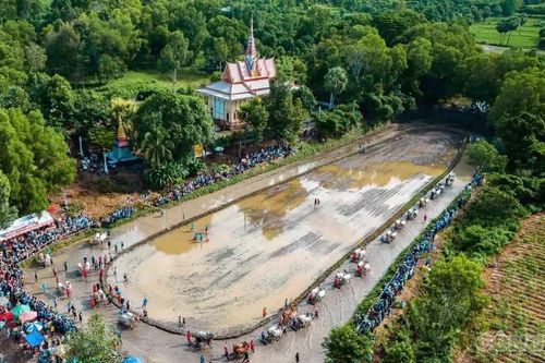 Hội đua bò Chùa Rô: 32 đôi bò tranh tài, giải thưởng lớn mang tính kỷ lục