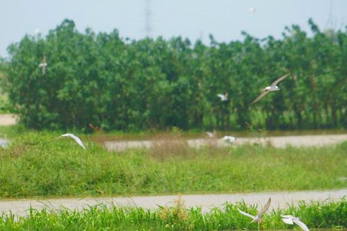 Giữ bình yên dưới mỗi sải cánh chim di cư