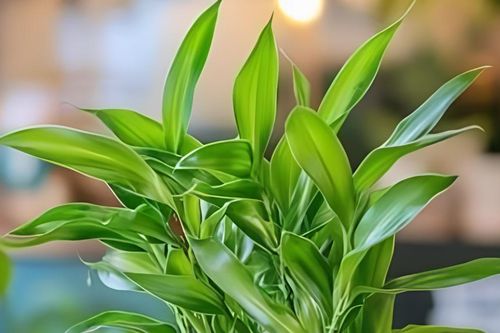 5 nguyên tắc vàng đặt cây cảnh trong nhà: Vừa đẹp, vừa đón năng lượng tích cực