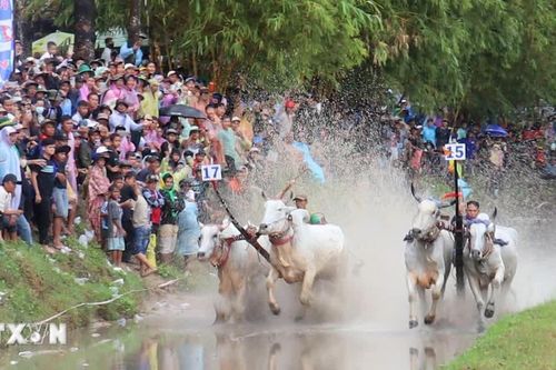 Hội đua bò Chùa Rô - tiếp nối nét đẹp của văn hóa Khmer vùng Bảy Núi