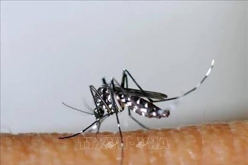 Dịch sốt xuất huyết diễn biến phức tạp ở tỉnh miền Đông Cuba