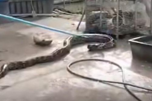 Nhìn xuống ao, người dân bắt gặp cảnh tượng nổi da gà