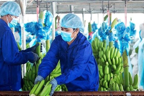 Khoản lỗ 6 tháng của HAGL Agrico 'phình' thêm 152 tỷ đồng sau soát xét