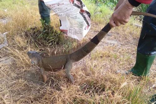 Phát hiện 'quái vật' dài gần 1,6 m trên ruộng, nữ công nhân hoảng sợ bỏ chạy