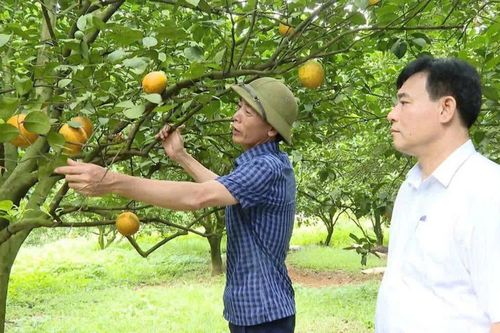 Phát triển kinh tế tập thể - đòn bẩy nâng cao thu nhập cho nông dân