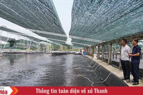 Để con tôm trở thành sinh kế bền vững