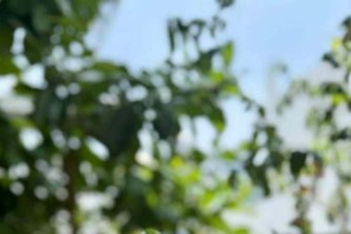 Sự phản kháng dịu dàng