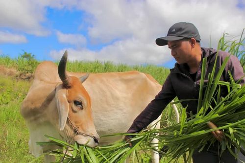 Cựu chiến binh Đak Pơ vượt khó phát triển kinh tế