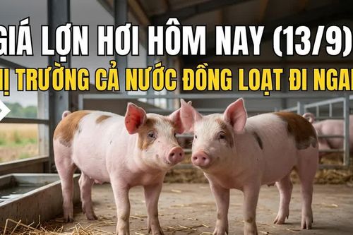 Giá lợn hơi hôm nay (13/9): Thị trường cả nước đồng loạt đi ngang