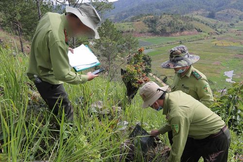 Số vụ phá rừng tăng, Lâm Đồng phê bình nhiều chủ rừng