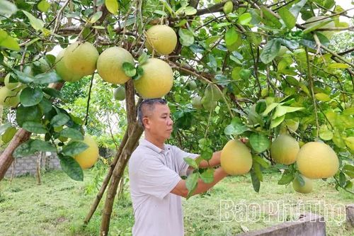 Nông dân Chí Đám thi đua sản xuất, kinh doanh giỏi
