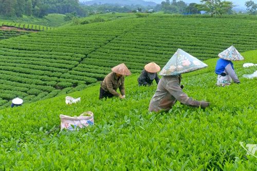Cấp 'căn cước' cho chè