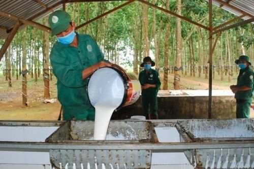 Ngày 13/9: Giá cao su thế giới tiếp tục chịu áp lực điều chỉnh
