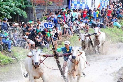 32 đôi bò tranh tài kịch tính tại Hội đua bò truyền thống Chùa Rô