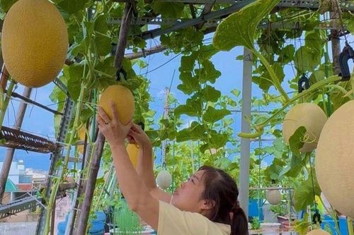 Mẹ biến sân thượng 76m² thành 'miền bình yên' giữa Sài Gòn: Rau xanh mướt, dưa lưới trĩu giàn, cây trái lúc lỉu