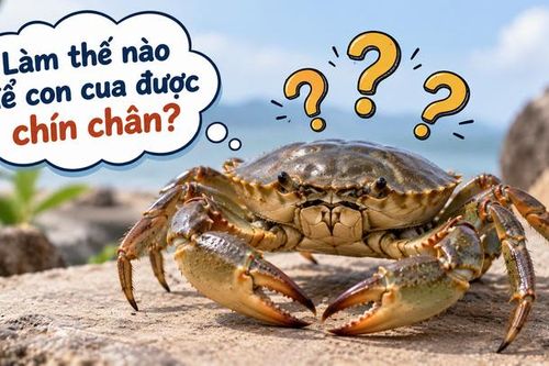 Làm thế nào để con cua được chín chân?