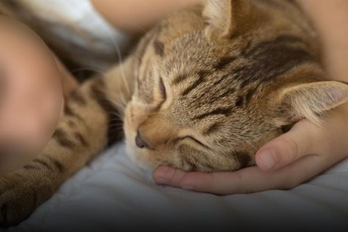 Bé gái 4 tuổi tử vong vì bệnh dại vì thường xuyên ôm và ngủ cùng mèo