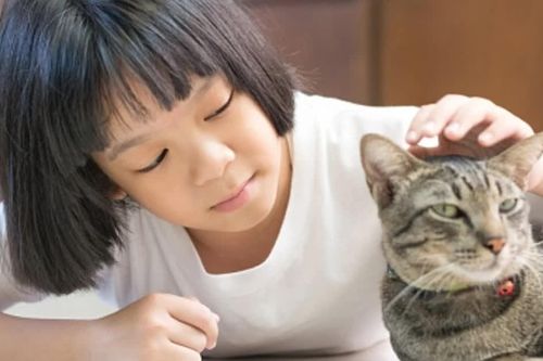 Không thấy vết mèo cắn, cào trên cơ thể: Vì sao vẫn có nguy cơ mắc bệnh dại?