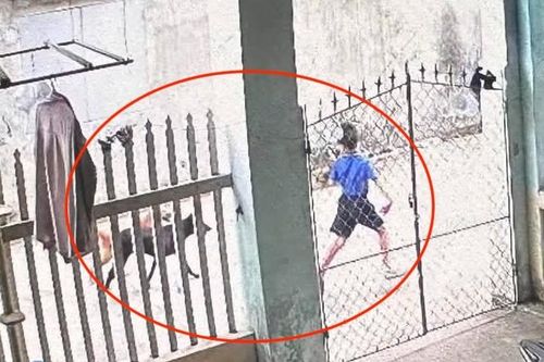 Chú chó theo sát cậu chủ bị lạc 18 tiếng giữa rừng núi