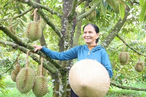 Quảng Ngãi: Người dân miền núi mạnh dạn chuyển đổi cây trồng