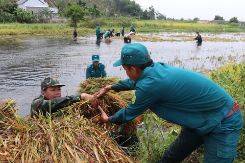 Bộ đội, dân quân dầm mưa giúp dân Quang Ngãi 'cứu' lúa