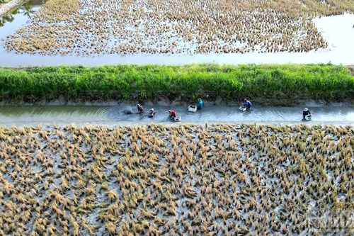 Cà Mau chủ động kịch bản ứng phó nguy cơ El Nino gay gắt