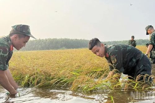 120 cán bộ, chiến sĩ giúp dân thu hoạch lúa