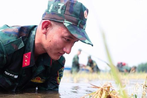 Tây Ninh: Bộ đội giúp dân thu hoạch lúa trong vùng ngập