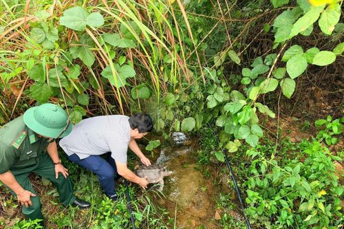 Kịp thời phát hiện, thả 2 cá thể động vật hoang dã quý hiếm về rừng