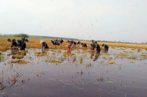 Tây Ninh: Bộ đội dầm mình giúp dân gặt lúa chạy lũ