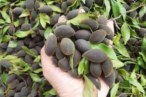 Đặc sản quả xay nhung miền Trung, từ thức quà rừng đến mặt hàng đắt khách