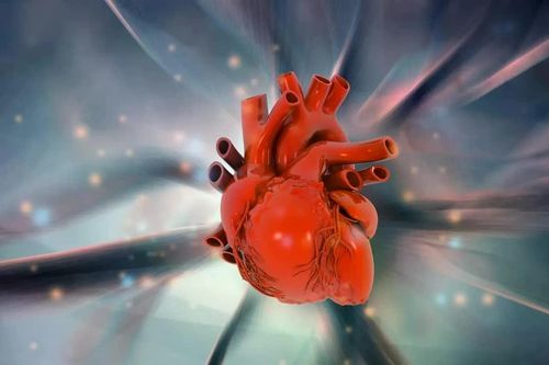 Phát hiện tim người có thể tự tạo thêm cơ sau cơn nhồi máu