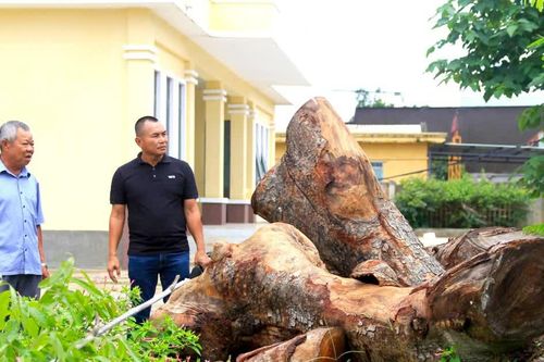 Vụ hàng cây xà cừ bị cưa hạ bất thường: Chủ tịch tỉnh Gia Lai chỉ đạo xử lý cá nhân liên quan