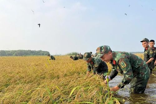 Bộ đội giúp dân gặt lúa 'chạy' lũ ở Tây Ninh