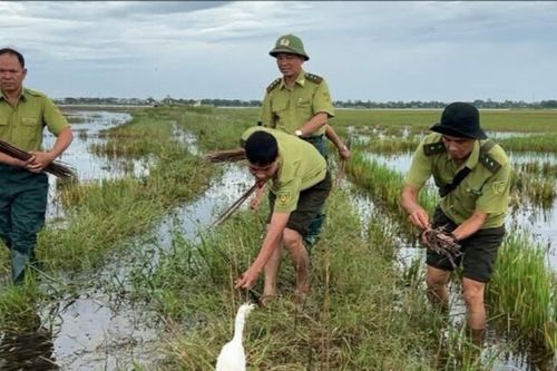 Kiểm lâm Huế tháo gỡ hàng nghìn dụng cụ bẫy bắt chim trời